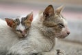 Vagrant sick cats. Homeless wild cats on dirty street in AsiaÃÂ 